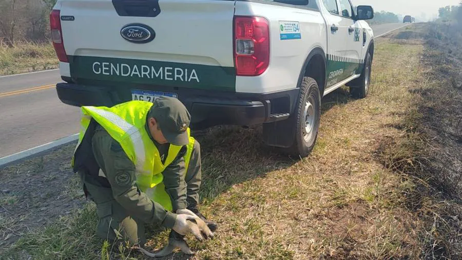 rescatan_a_una_cria_de_oso_melero_a_la_vera_de_la_ruta_nacional_ndeg_34_-01
