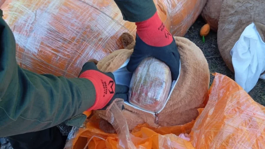 esconden_49_kilos_de_marihuana_y_4_kilos_de_cocaina_en_capibaras_de_peluches_3