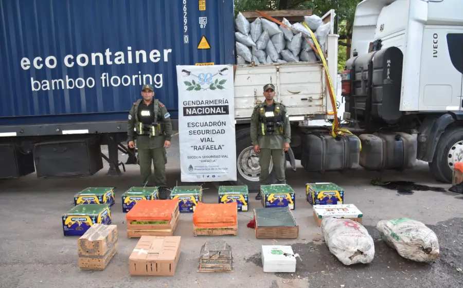 santa_fe._descubren_150_tortugas_y_100_aves_silvestres_ocultas_en_la_carga_de_un_camion1