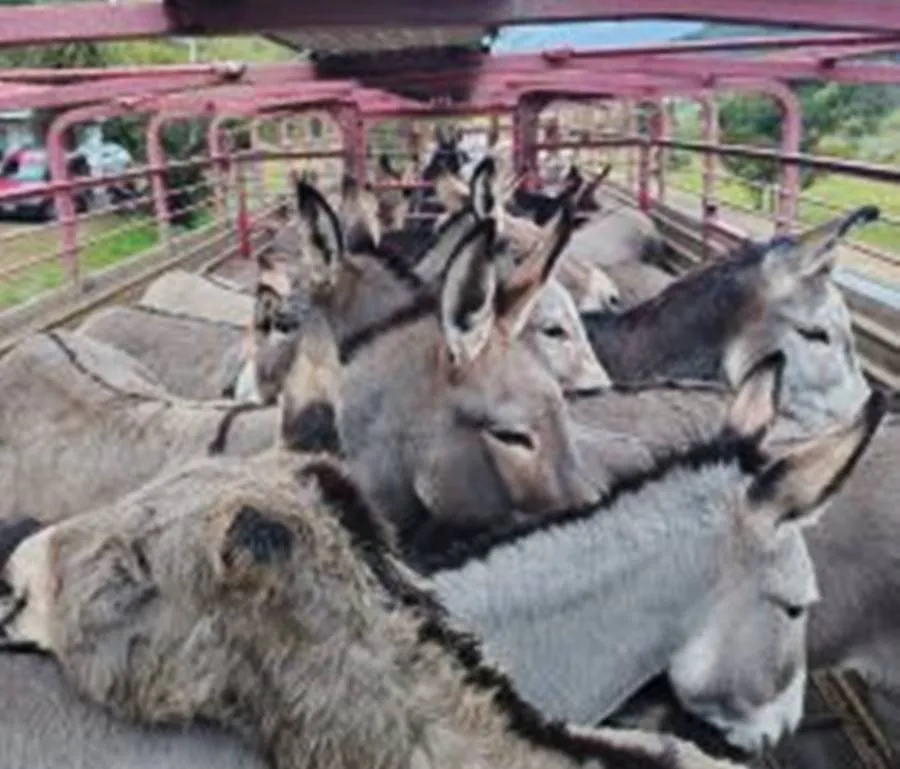 WhatsApp-Image-2025-06-06-at-2.57.24-PM-2-225x300