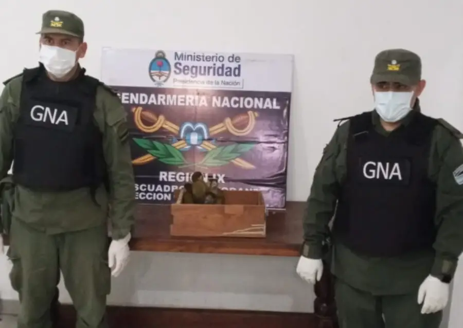 5_monos_oran_salta_1 (1)