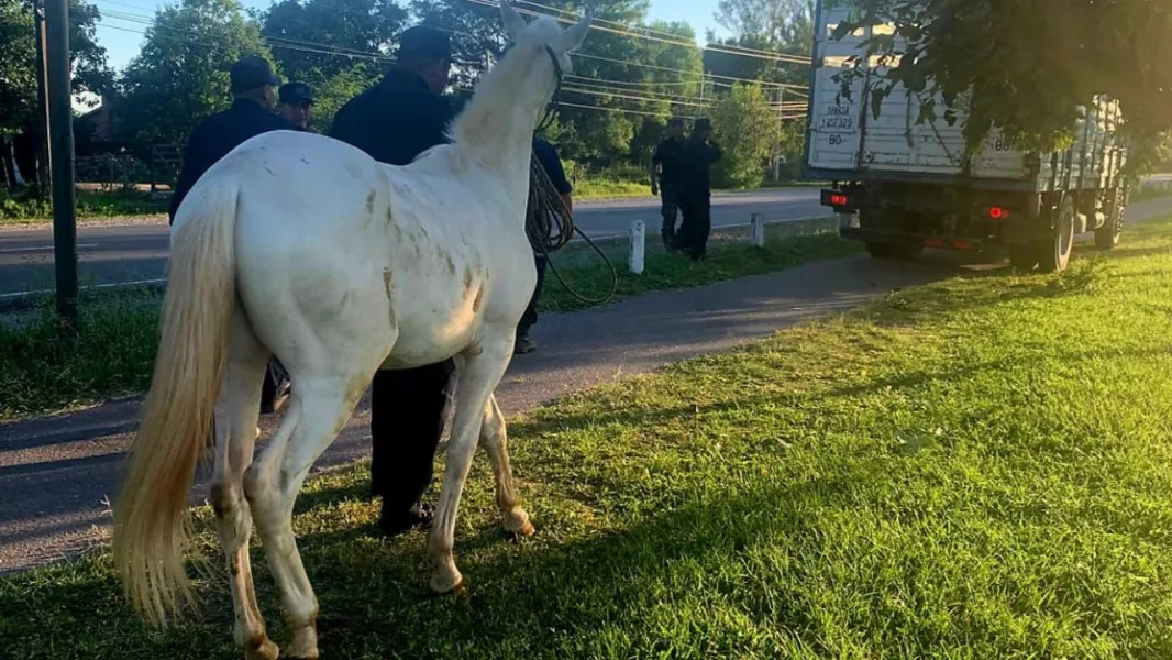 102555-en-salta-se-aplican-severas-sanciones-a-propietarios-de-animales-sueltos-en-la-via-publica