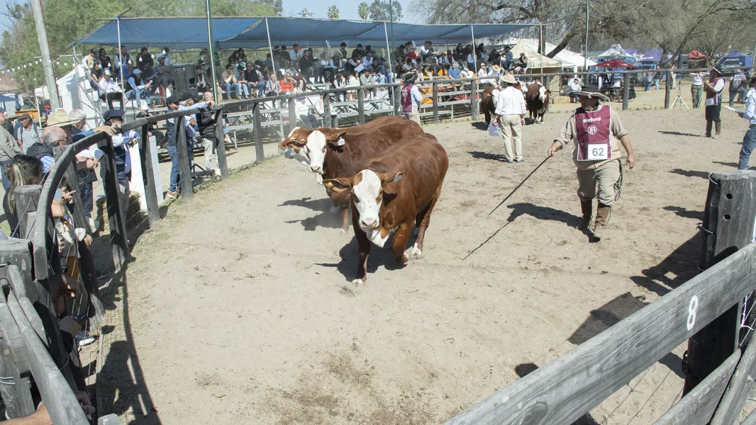 19056-funcionarios-provinciales-acompaniaron-la-apertura-de-la-81-expo-rural-saltenia-20250821201855