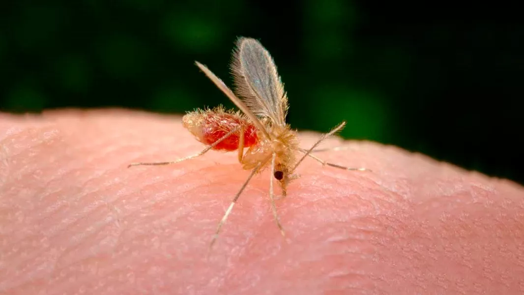 17542-personal-de-salud-de-salta-y-jujuy-sera-capacitado-sobre-leishmaniasis-visceral