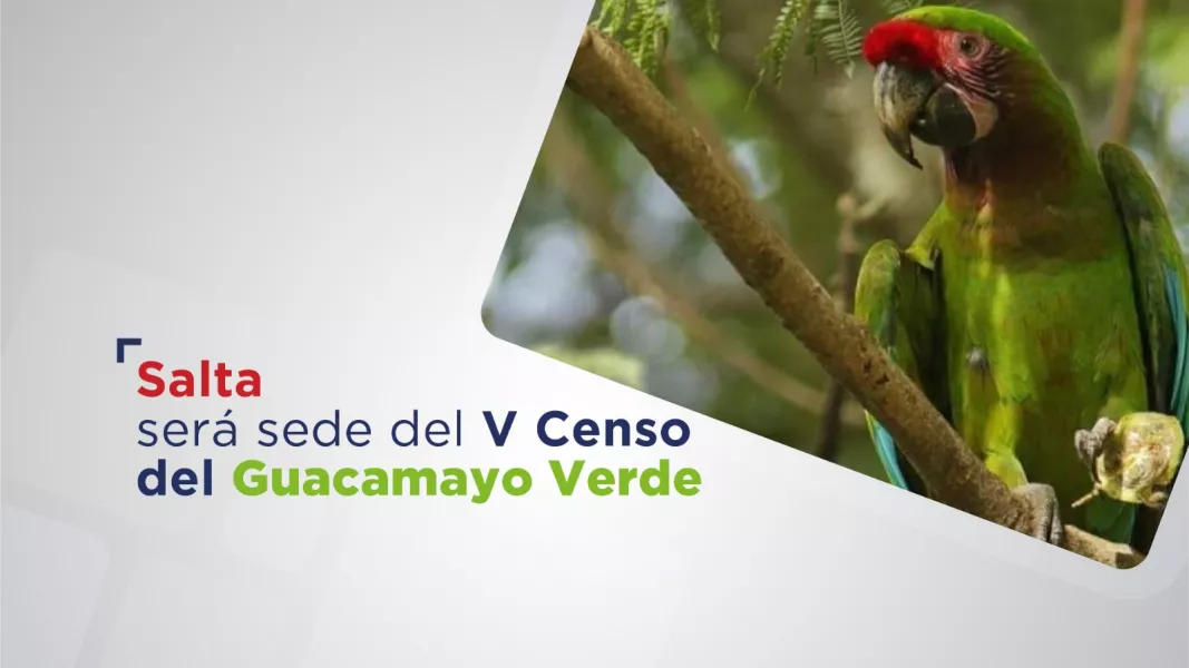 101528-salta-sera-sede-del-v-censo-del-guacamayo-verde-una-apuesta-binacional-por-la-conservacion-20250509121956