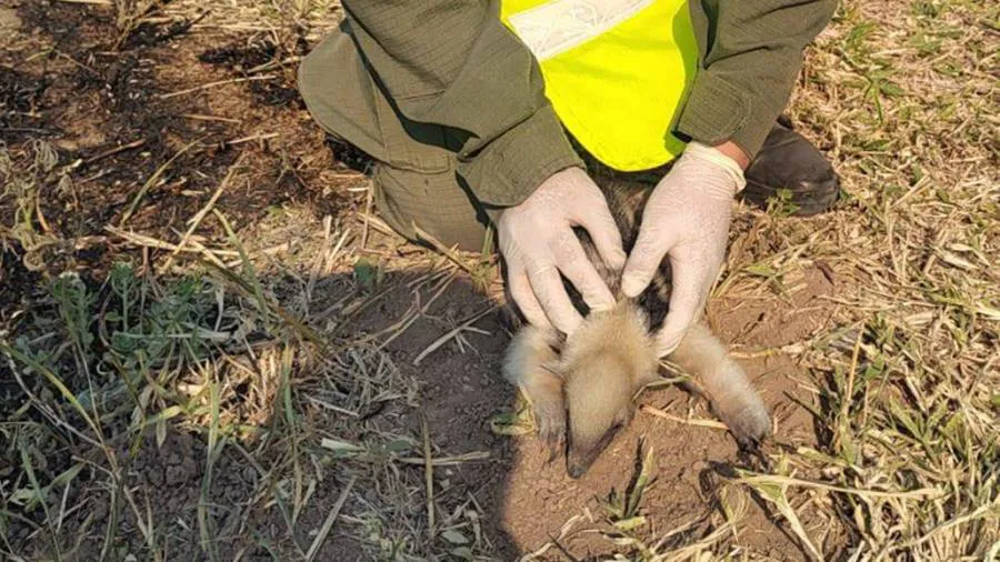 rescatan_a_una_cria_de_oso_melero_a_la_vera_de_la_ruta_nacional_ndeg_34_-03