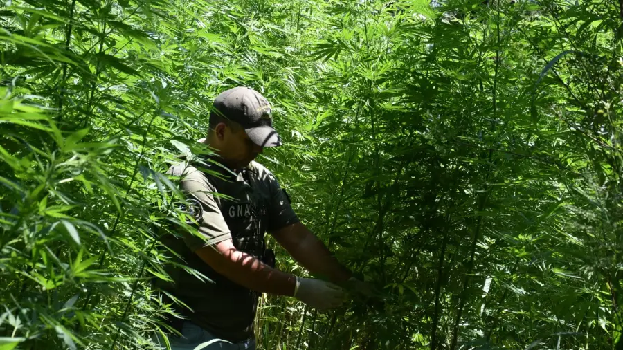 santiago_del_estero-_plantacion_de_marihuana-_sistema_de_riego-02_0