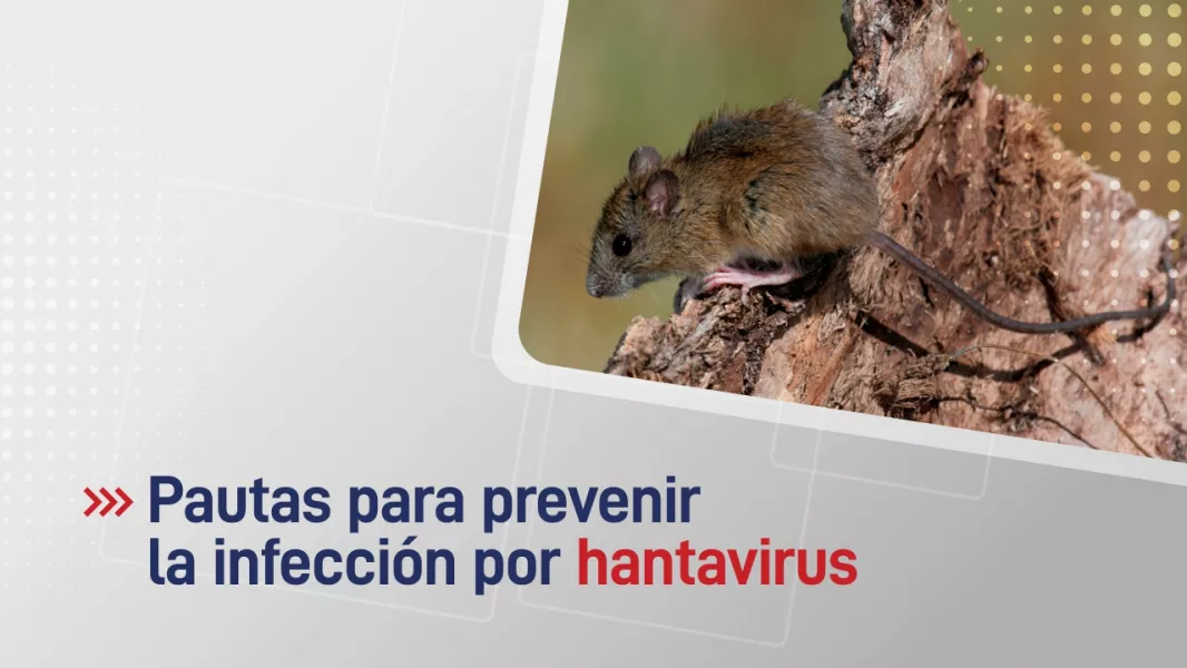 105462-pautas-para-prevenir-la-infeccion-por-hantavirus