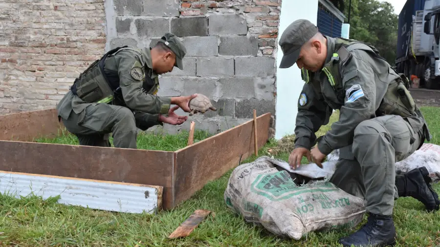 santa_fe._descubren_150_tortugas_y_100_aves_silvestres_ocultas_en_la_carga_de_un_camion5
