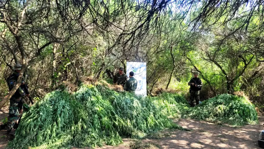 santiago_del_estero-_plantacion_de_marihuana-_sistema_de_riego-03