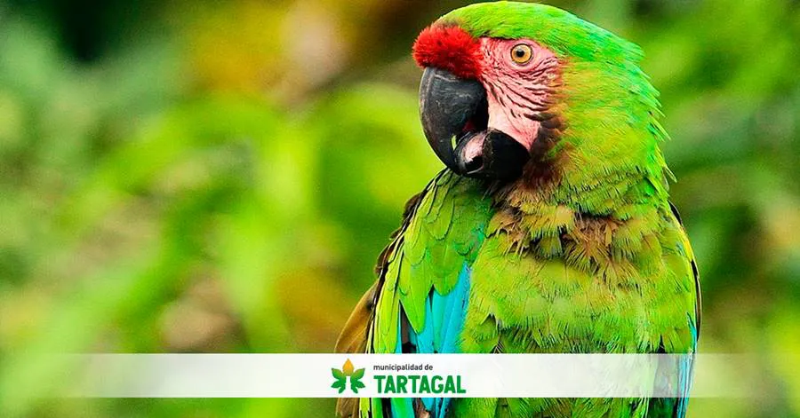 WEB-TARTAGAL-CENSO-GUACAMAYO