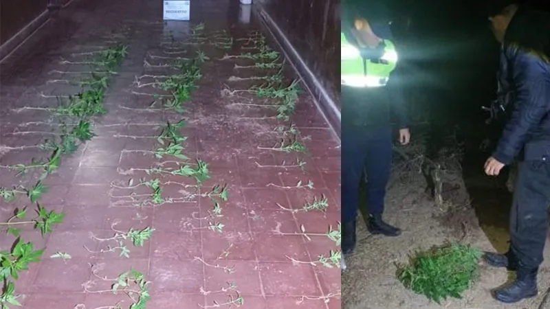 PlantacionesMarihuanaElGalponNW