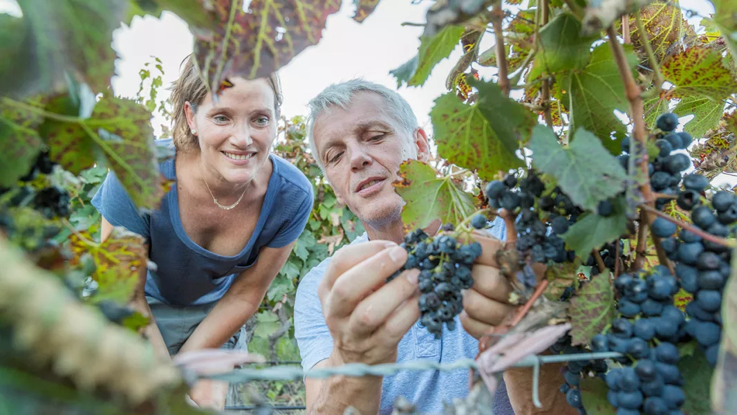 100753-salta-te-invita-a-vivir-una-nueva-vendimia-con-una-gran-variedad-de-actividades