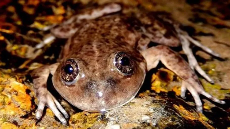 rana