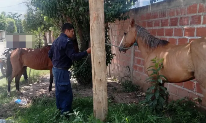 WhatsApp-Image-2025-12-11-at-14.00.56-696x414