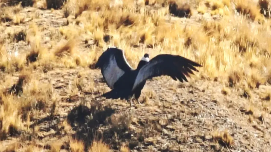 108615-exitoso-rescate-y-liberacion-de-un-condor-andino-en-salta
