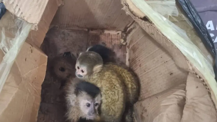 5_monos_oran_salta_3