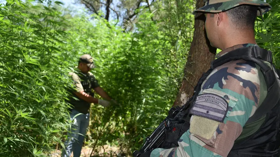 santiago_del_estero-_plantacion_de_marihuana-_sistema_de_riego