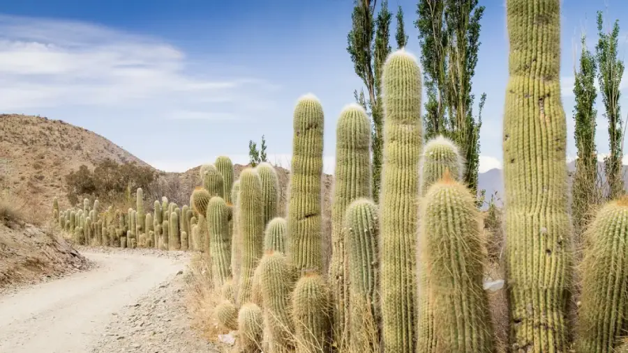 20287-cachi-representara-a-la-argentina-en-el-certamen-mundial-best-tourism-villages-2026