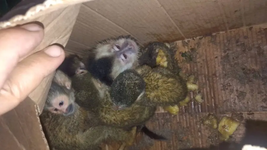 5_monos_oran_salta_1