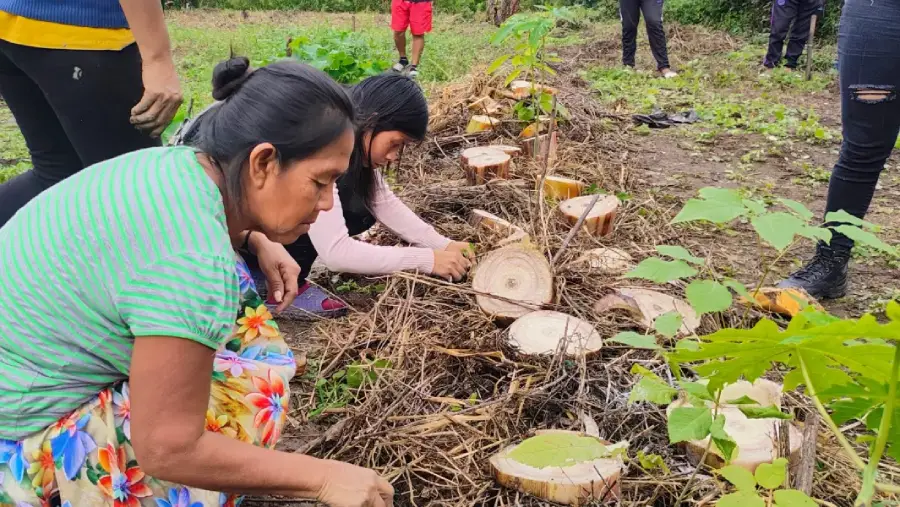 12231-agricultores-originarios-de-tartagal-fueron-capacitados-en-sistema-agroforestal