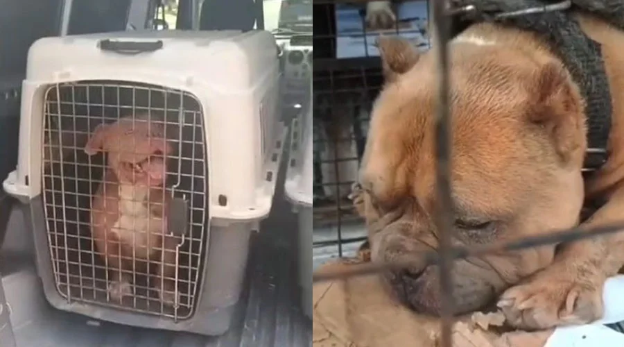 PolicialesMaltratoAnimalNW