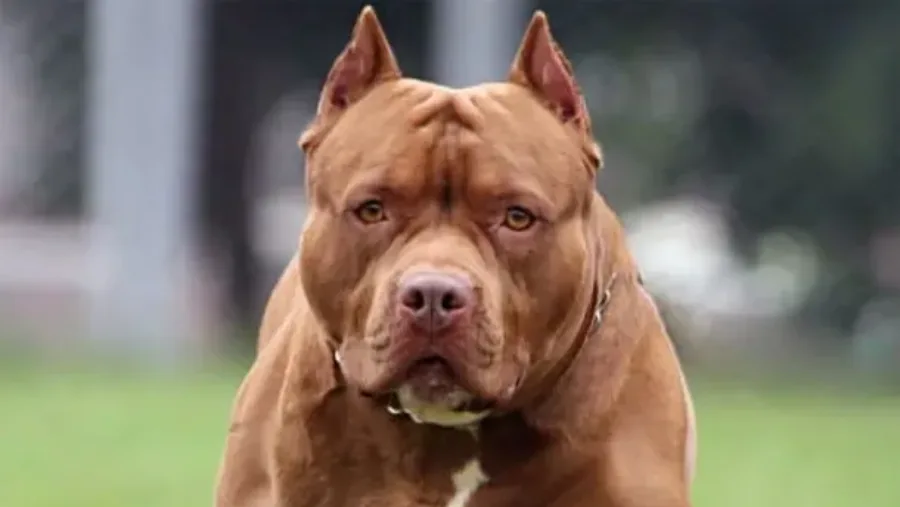pitbulljpg-foto-chica