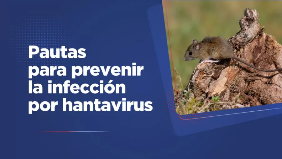 El Gobierno brinda pautas para prevenir la infección por hantavirus