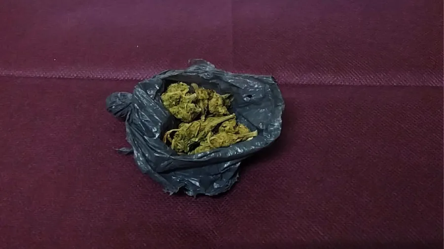 Procedimientos de Drogas Peligrosas y secuestro de dosis de marihuana